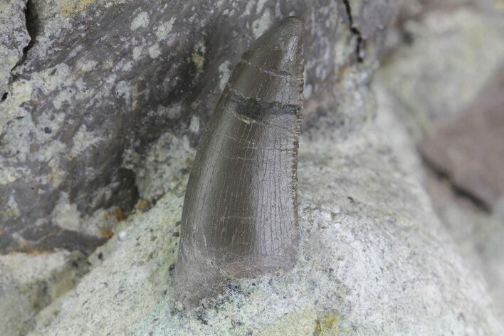 Megalosaurid (Marshosaurus) Tooth With Bone Chunk - Colorado #182615